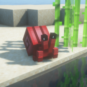 1770-red-crab-red-shell