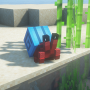 1777-red-crab-lblue-shell