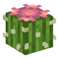 115669-flowering-cactus