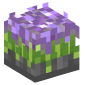 67970-lavender-flowers