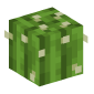 126795-cactus