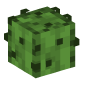 44334-cactus