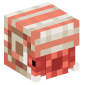 127509-baby-nautilus