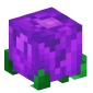 33685-rose-purple