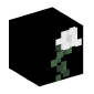 124977-white-rose