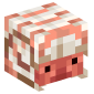 123261-baby-nautilus